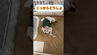 【ビーグル6か月】お洋服なんて大嫌いだ💢‼️