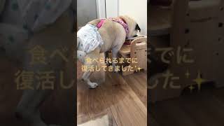 パグ犬のハナ🍀闘病日記　今日は元気に過ごせました❣️感謝です🥲