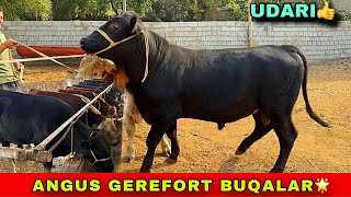 ANGUS GEREFORT BUQALAR ☎️97-707-65-05 / 91-204-17-32 KELDI ARZONCHIGA