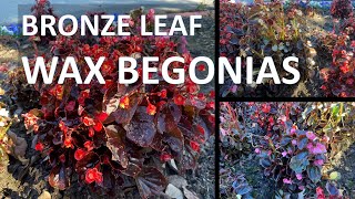 BRONZE LEAF WAX BEGONIAS - Bedding Begonias; facts, identification, flowers, care in Coto de Caza