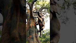 Elephant Tries to Climb a Tree Like a Tiger, but Falls! 🐘🐯 | Hilarious Animal Attempt