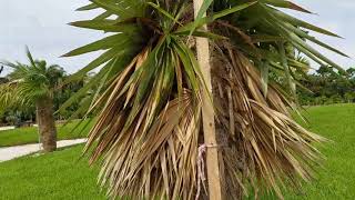 Coccothrinax borhidiana - Borhidi's Guano Palm from Cuba.