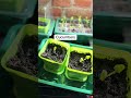 gardening update out now gardener growfoodathome growfood mygarden sowseeds ukgarden