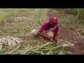 Biofortification in 50 Seconds