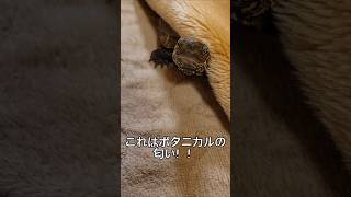 布団からニョキ～🐢