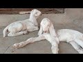 बकरी को पहली बार ग्याभिन कब करवाना चाहिए goat pregnancy goatfarming bakra bakra