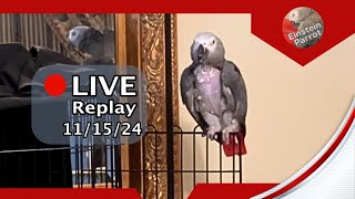 Einstein Parrot Live 11/15/24