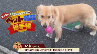 【我が家のペット特技選手権】ひま（鳥取市）