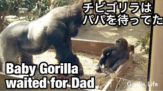 おいでパパ！キンタロウは大好きなボールよりも父との遊びを選んだ🌸Come Dad!Kintaro chose to play with Dad , rather than favorite ball