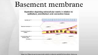 Basement membrane