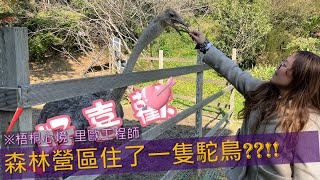 CAMP#9《梧桐心境露營區》天呀!!!森林裡既然有一隻活的駝鳥│森林系│高海拔│里歐工程師│4.2充氣奶茶帳│休旅家 梧桐心境露營區[第九露 2024.01.05~2024.01.07]