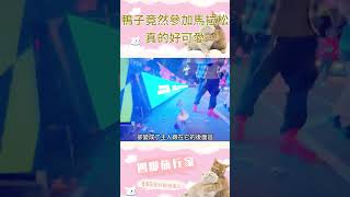 鴨子竟然參加馬拉松，真的是很努力在跑！#animals #shorts #duck