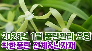 새해맞이 1월 풍란관리 요령과 착한풍란 보급종 전체보기\u0026난자재 영양제 보시고 특가로 업어가세요(입문자 목석부작 분경 선물에도 짱) [꽃밭에서 난원](새해 복 많이 받으세요)