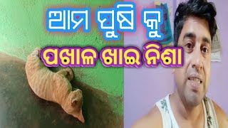 ଆମ ପୁଷି ବିଲେଇ କୁ ପଖାଳ ଖାଇ ନିଶା 🐈 |ଘର କେତେ ଅଳିଆ ହେଇ ପଡ଼ିଛି|#my first vlog