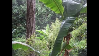 Bananas in a  Subtropical Northern Jungle Garden