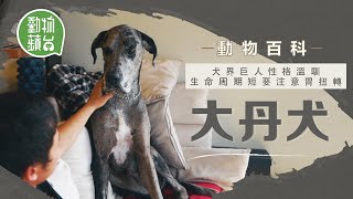 大丹犬企高至少1.8米 狗狗界巨人遺傳病多 飯後劇烈運動易胃扭轉  #動物百科 #動物蘋台－果籽 香港 Apple Daily—原刊日期：20201112