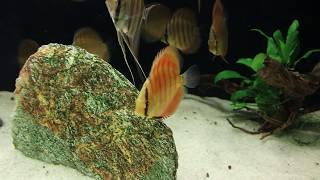 My discus Curuai red brown f1 and Pterophyllum altum inirida wild