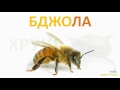 Комахи та інші малі істоти Навчальне відео для дітей українською