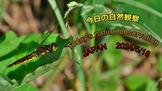 今日の自然観察　Today's nature observation　JAPAN  2024/5/18