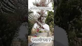 এই ছবিতে কি দেখতে পেলেন কমেন্ট কর ||comment the name of this picture || beautiful nature status#new