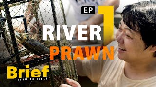 EP.1 River Prawn l Brief: Farm to Table