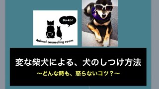 変な柴犬による、新しつけメソッド〜どんな時でも、怒らないコツ〜