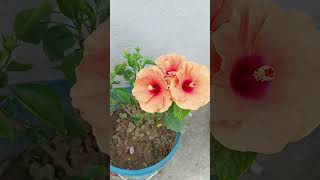 গাছে প্রথম ফুল ফোটার আনন্দটাই আলাদা 🥰 #prakriti pari #gardening #minivolg -81