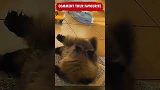 Funny and Cute Animals Shorts video compilation 😂😂😂 Try not to  Laugh Caught on Camera Cat Ep186