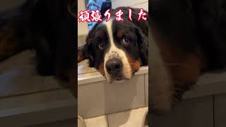 超大型犬KING７歳リンパ腫との戦い。今日も無事終わりそうです。 #超大型犬