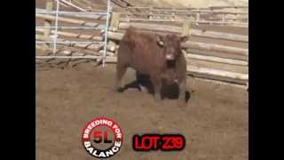 5L Red Angus Lots 235-244 Red Bulls