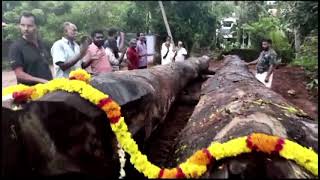 നിരണം കരയിൽ ഇനിയും പുണ്യാളൻ നിരണം ചുണ്ടൻ . തടി എത്തി - പണി തുടങ്ങും - നീറ്റീൽ ഇറക്കും. ആവേശം കെടാതെ