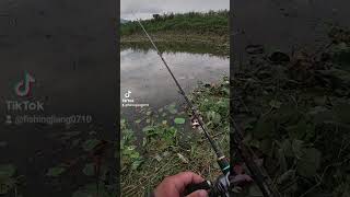 这个命中率。。。#shorts #fishing #fishingvideo #路亚 #路亚钓鱼 #路亚野钓 #shimano #钓鱼 #macingharuan