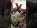 మా కోడి పిల్లలు ఎలా కలిసి మెలసి ఉన్నాయి viralvideos chicks chicksfarming chicksfeed