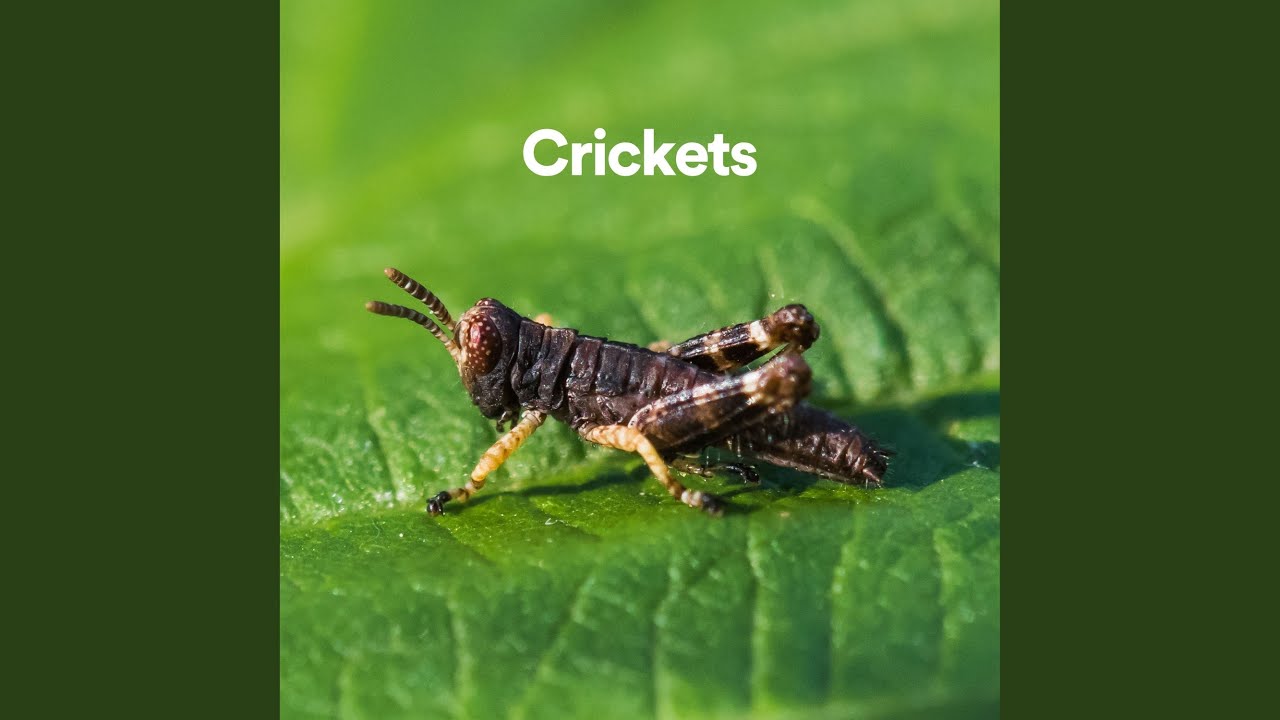 Soothing Cricket Sounds Youtube Music