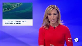 Toxic algae bloom discovered at Pahokee Marina