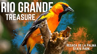 The Birdwatcher's Paradise Texas Tourists Are Missing