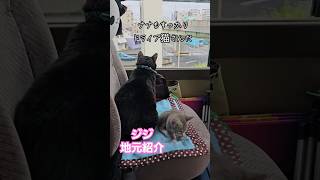 ジジ先輩の自慢 #ジジナナ #旅猫ジジ #猫と車中泊するマジシャン  #足立区 #川口市 @kassymagic @ぼうさい村