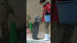 【鳥羽水族館】キラちゃんのてくてく #鳥羽水族館 #キラちゃん  #ラッコ #seaotter