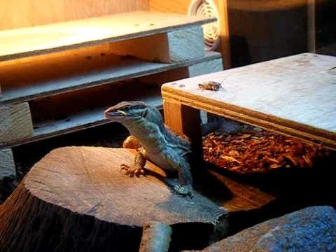 yellow ackie monitor eating a locust yellow ackie monitor eating a locust
