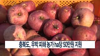 [CCS종합뉴스]충북도, 우박 피해 농가 ha당 50만원 지원