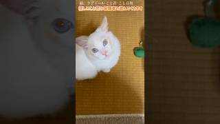 猫。優しいこと君は保護者と遊んでくれます！#shorts