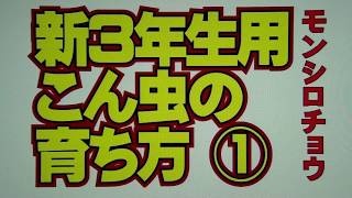 新３年生・こん虫の育ち方①