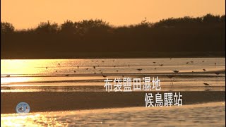 布袋鹽田濕地–候鳥驛站