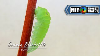 Graphium sarpedon (Common Bluebottle) | Caterpillar to Butterfly Transformation - Timelapse