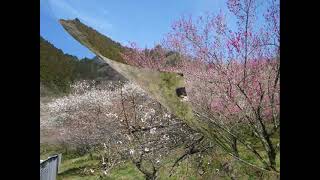 これが高尾梅郷（木下沢梅林）