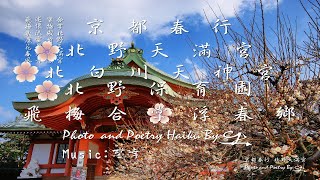 [4K]京都春行 北野天満宮と北野保育園と北白川天神宮の桜と梅(飛梅合掌浮春鄉)Travel in Japan with Cherry Blossoms in Kitano Tenmangu etc.