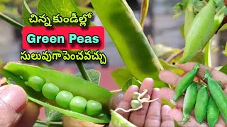 చిన్న కుండీల్లో Green Peas సులువుగా పెంచవచ్చు/Telugu Gardener with arts/fertilizers/soil mix/Harvest