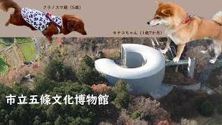 犬と散歩 [ 180-市立五條文化博物館　同い年のクラノスケ殿・遊びたいキナコちゃん ]　明日香　奈良　Walking with a dog around Asuka, Nara, Japan