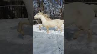 Sky trotting lipizzaner horse