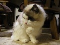 【猫のもじお君（ラグドール）】　食後のグルーミング　【grooming cat ragdoll 】